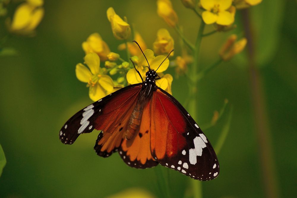 Butterfly on flower. Free public domain CC0 photo.