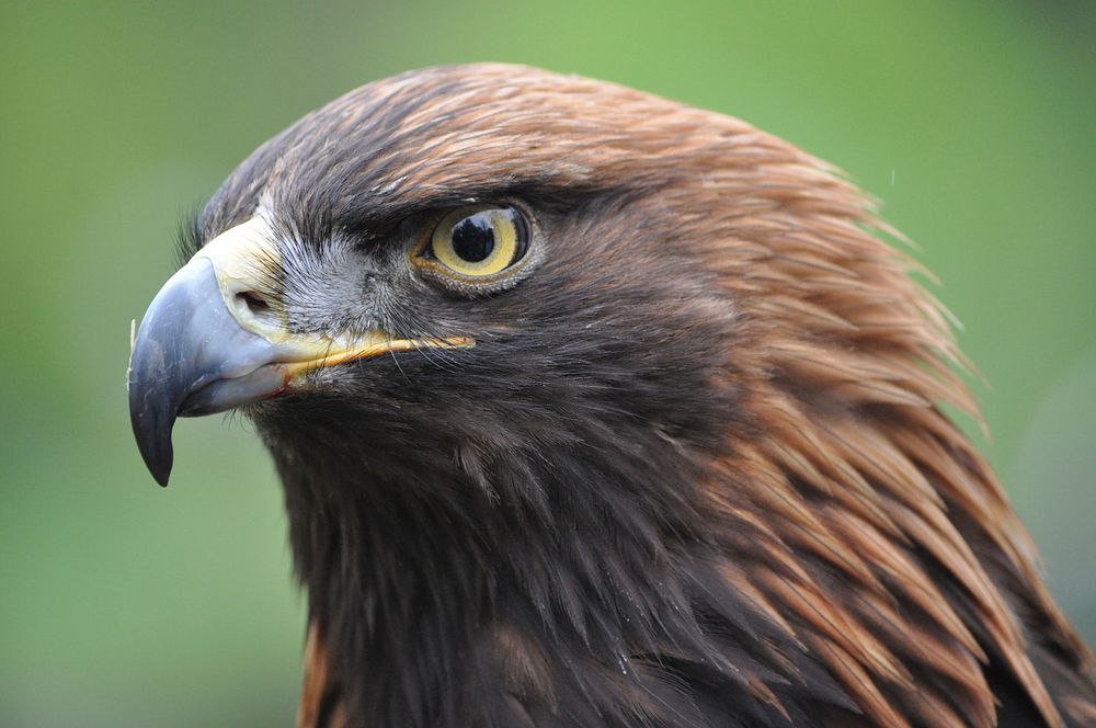 Hawk, bird photo. Free public domain CC0 image.