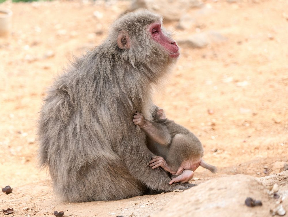 Monkey with baby, animal photography. Free public domain CC0 image.