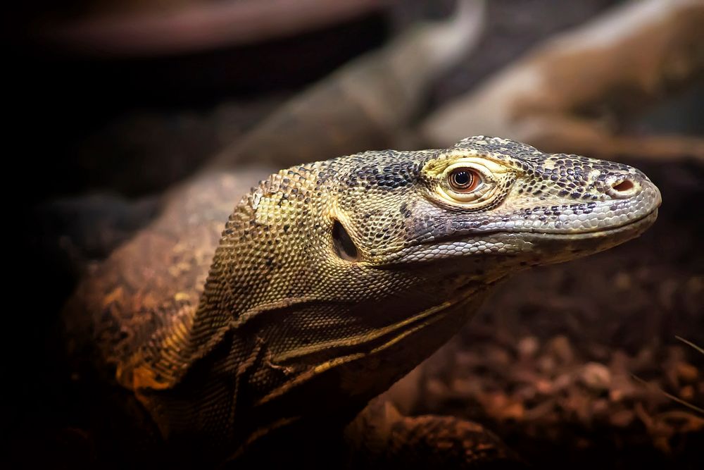 Iguana lizard. Free public domain CC0 image.