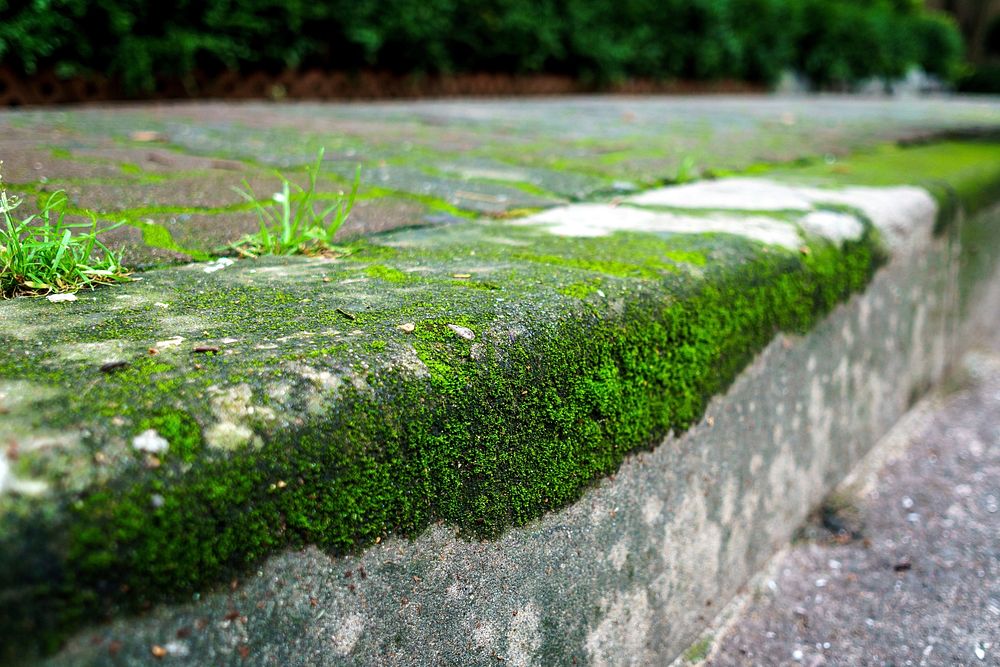 Close up moss on stone stair. Free public domain CC0 photo.