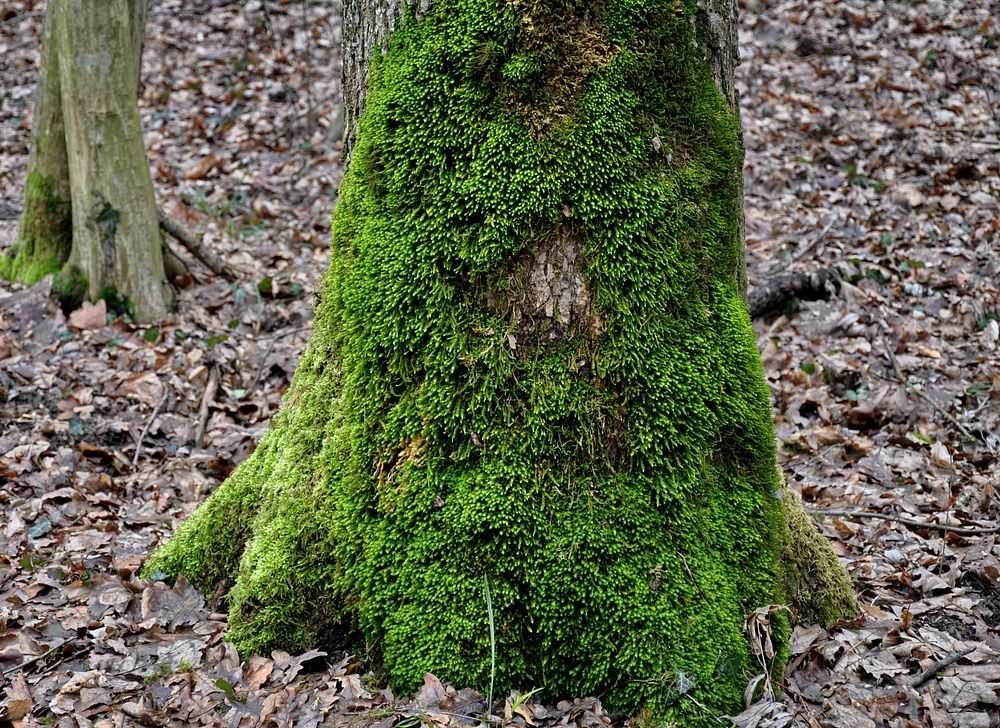 Tree's lichen. Free public domain CC0 photo.