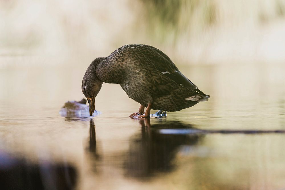 A duck standing and its beak down to take a sip of the water with its reflection formed in the water
