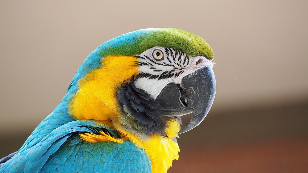 Macaw, exotic bird photo. Free public domain CC0 image.