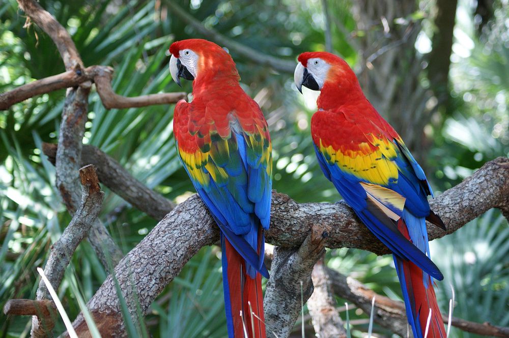 Macaw parrot couple. Free public domain CC0 image.