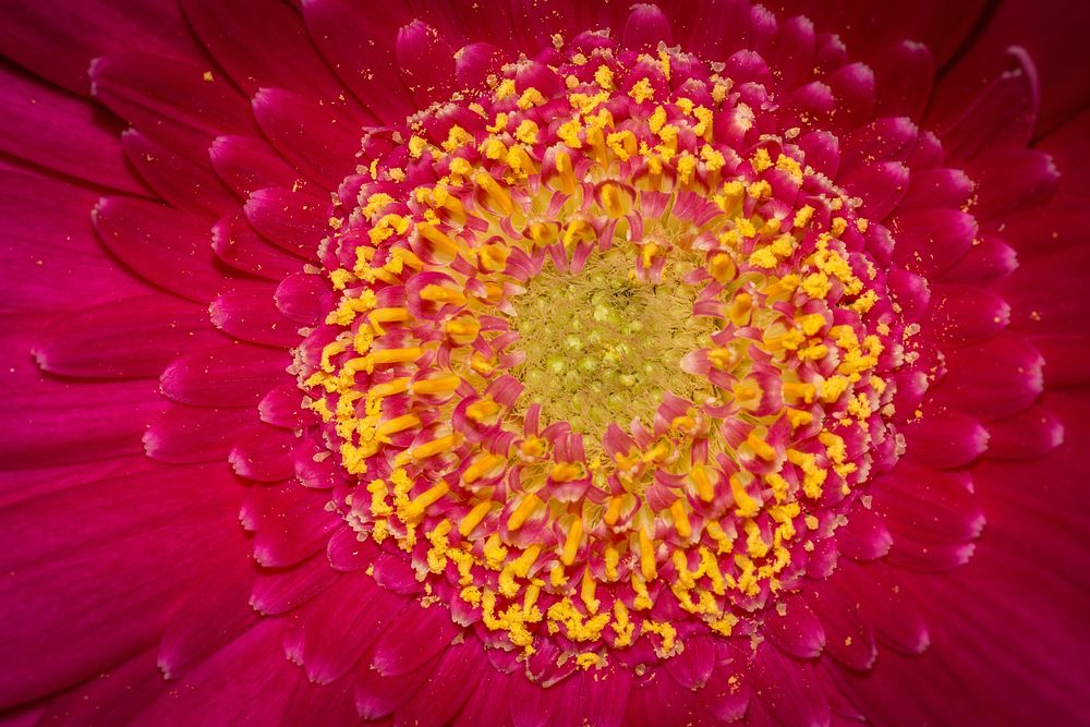 Pink daisy background, macro shot. Free public domain CC0 photo.