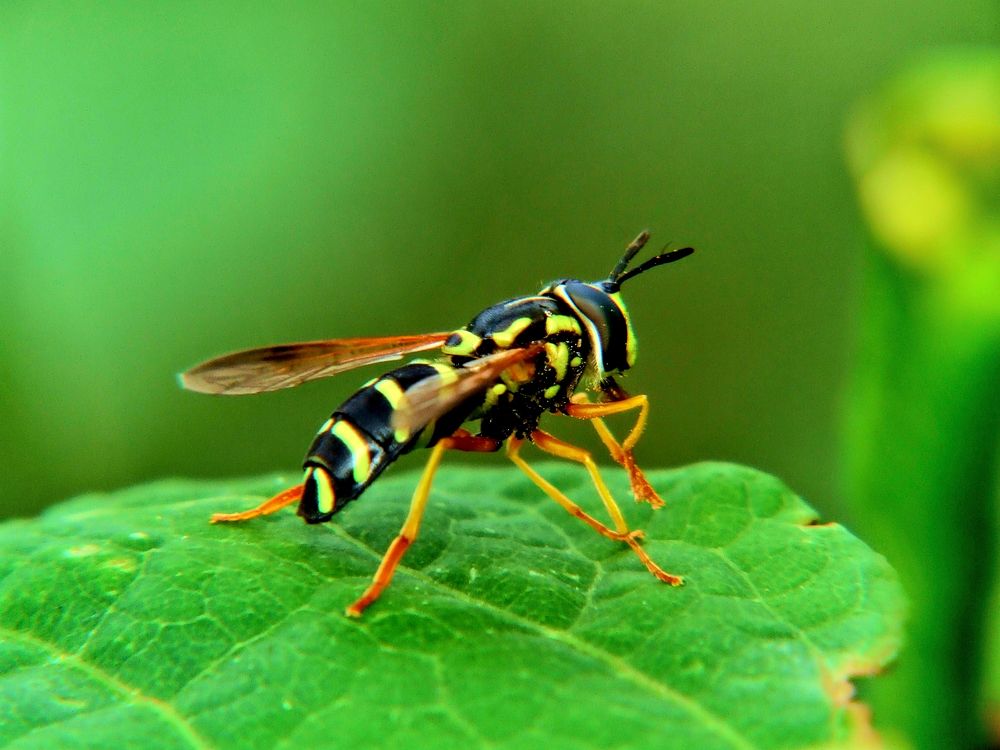 Wasp insect. Free public domain CC0 image.