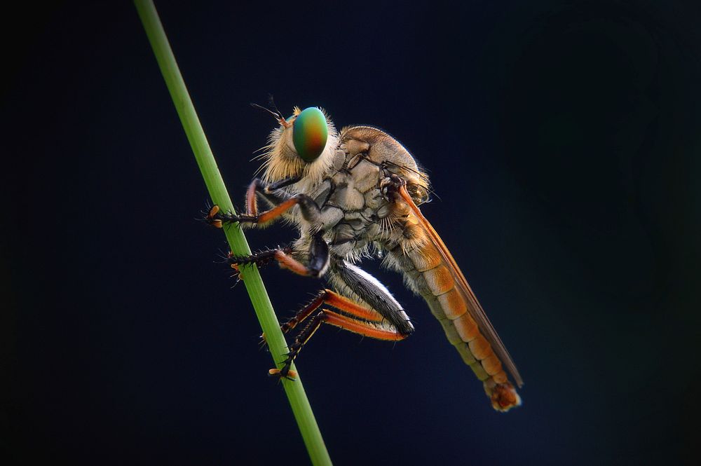 Robber fly insect. Free public domain CC0 image.