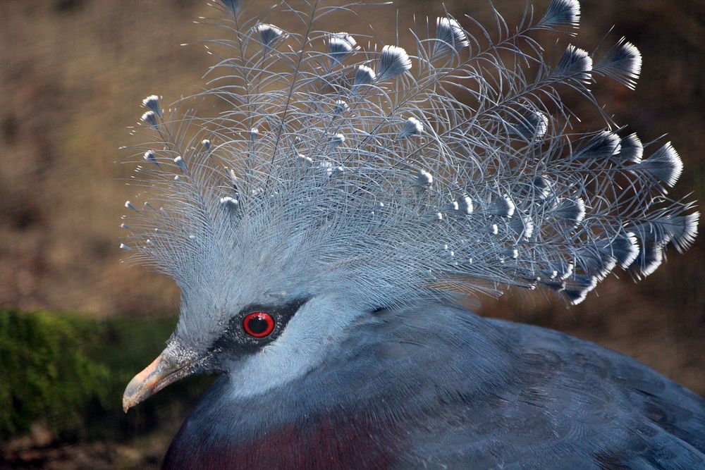 Victoria crowned pigeon, bird photography. Free public domain CC0 image.