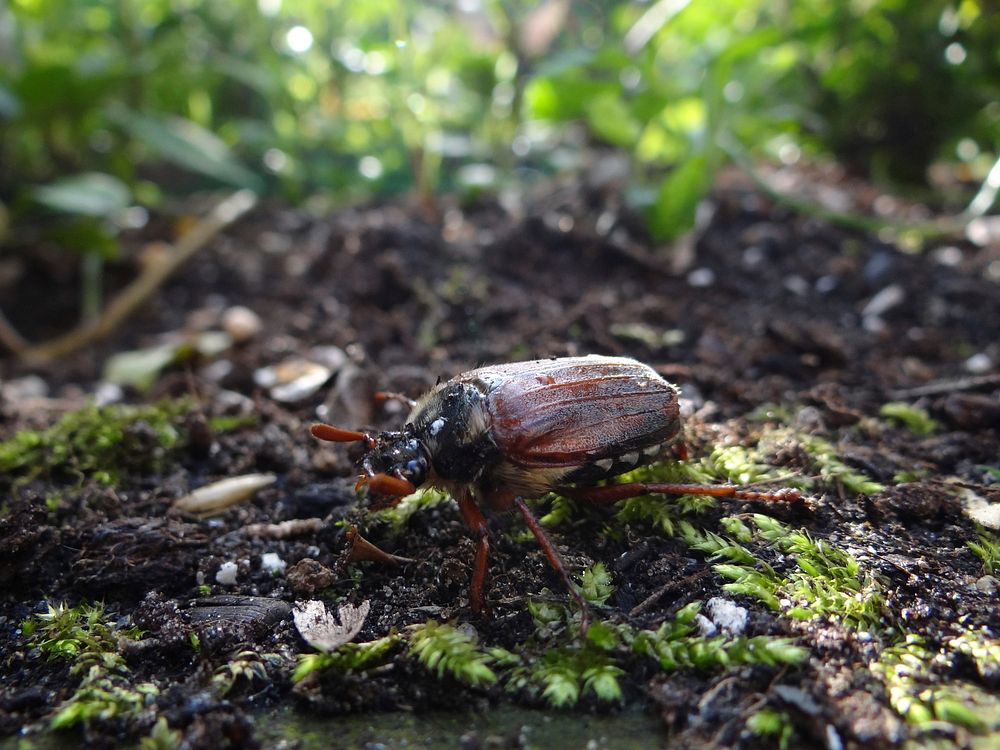 Beetle insect photo. Free public domain CC0 image.