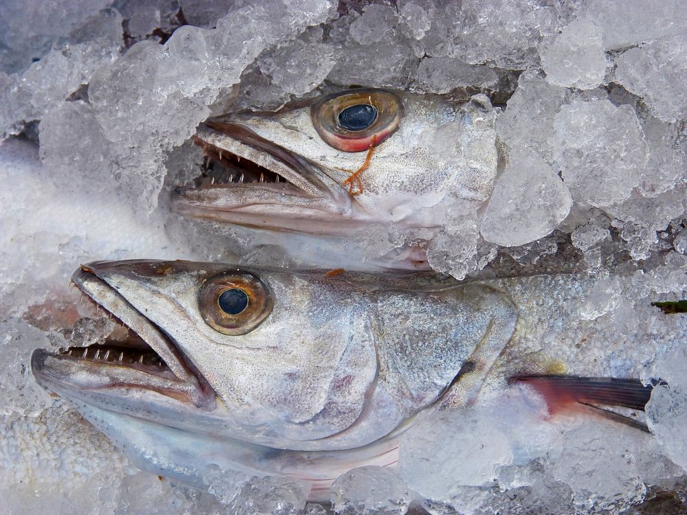 Dead fish for cooking. Free public domain CC0 photo