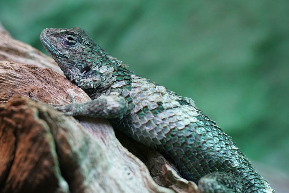 Iguana lizard. Free public domain CC0 image.