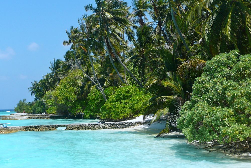 Maldives palm trees sea view. Free public domain CC0 photo.