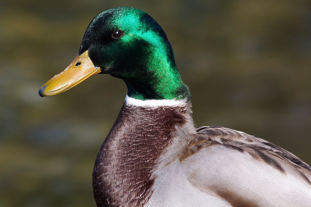 Green mallard duck close up. Free public domain CC0 photo.