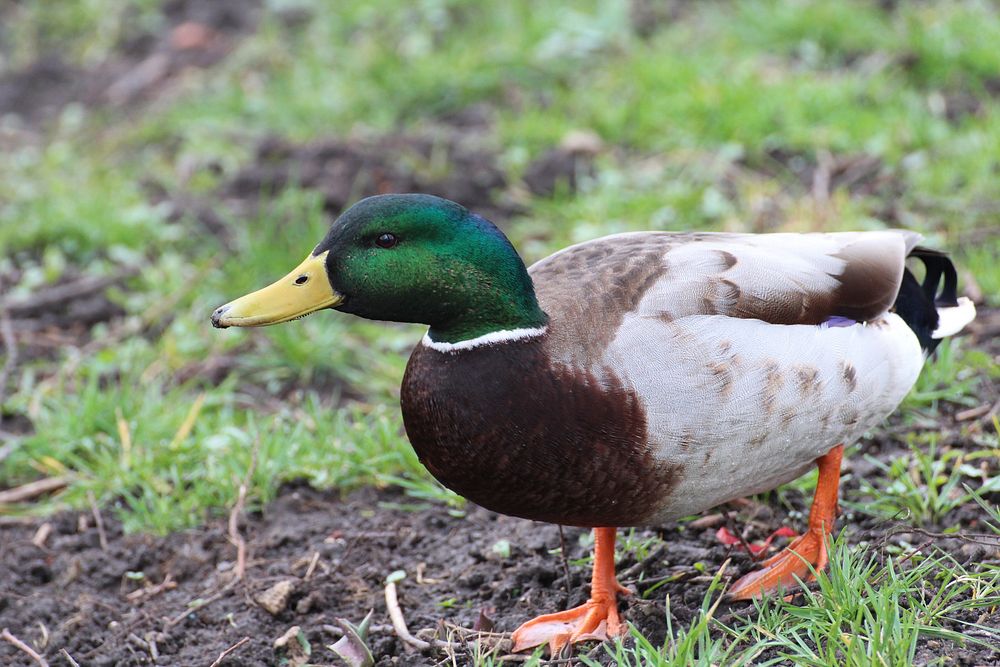 Green mallard duck close up. Free public domain CC0 photo.