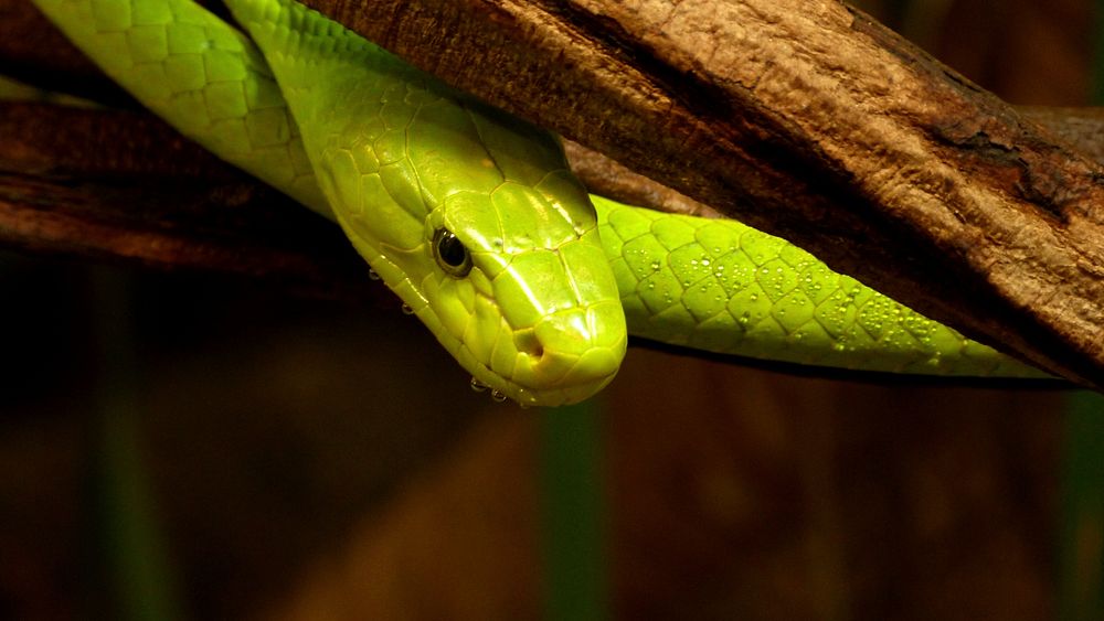 Green snake in a rainforest jungle. Free public domain CC0 image.