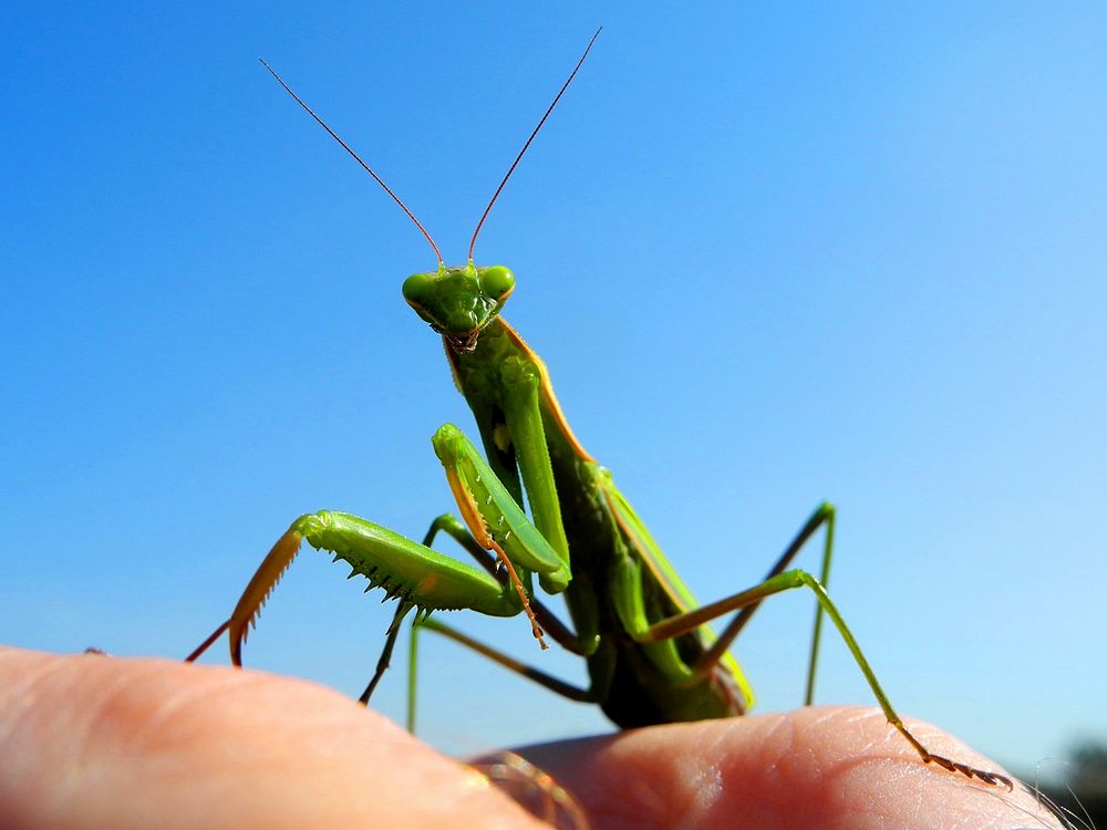 Praying mantis, insect photo. Free public domain CC0 image.