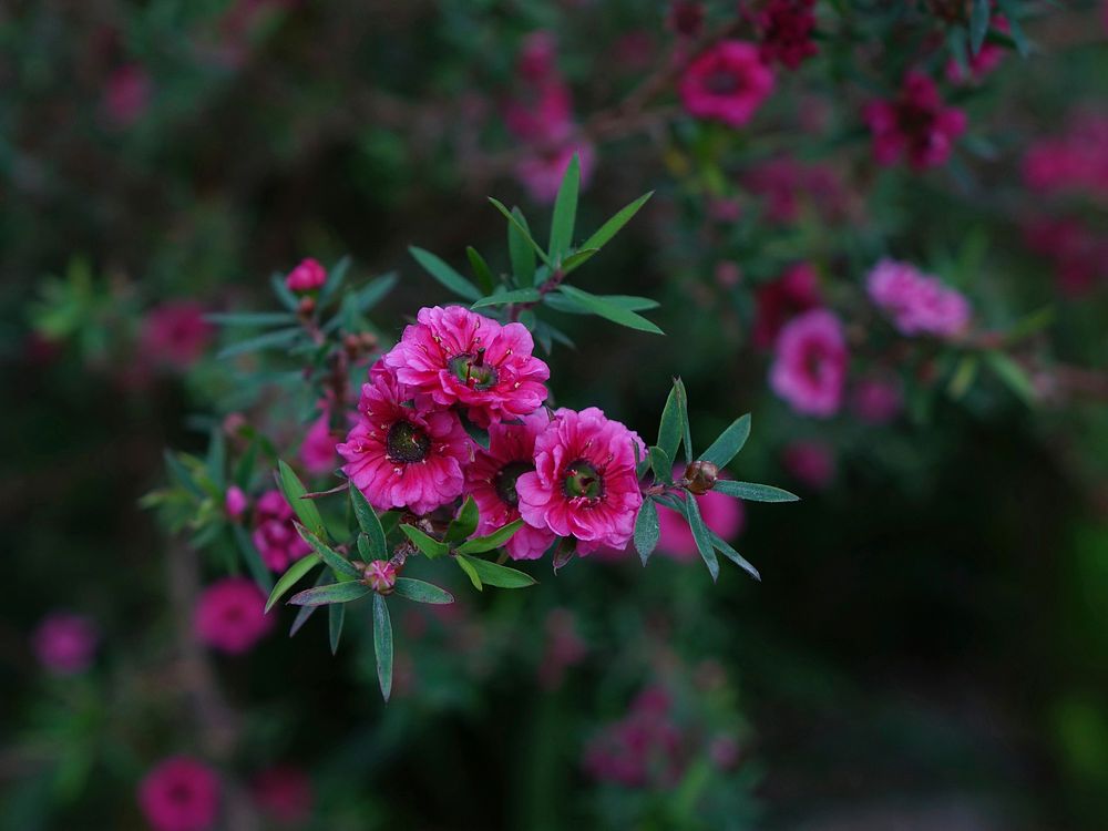 Pink flower. Free public domain CC0 image.