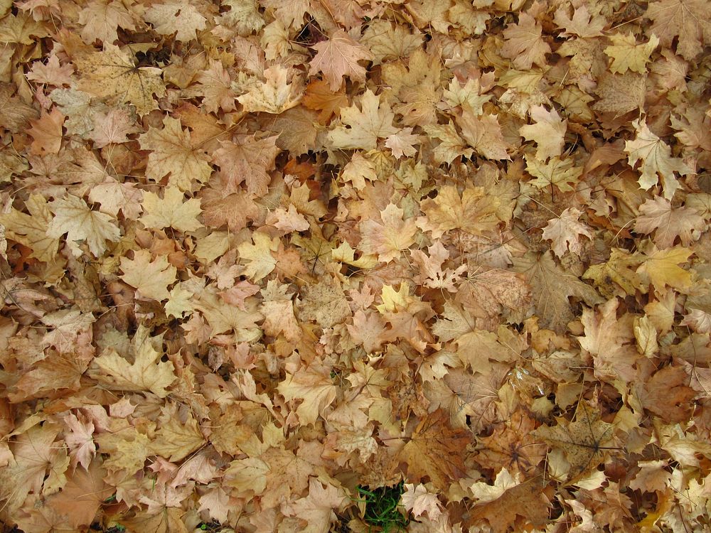 Dried leaf background. Free public domain CC0 photo.