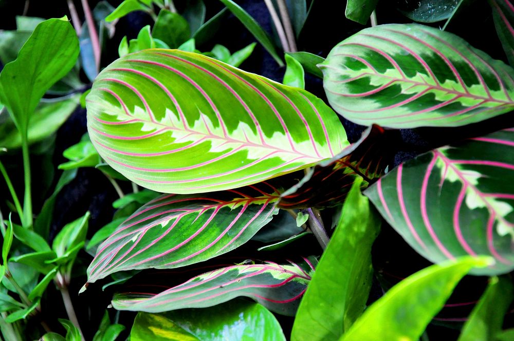 Calathea leaf. Free public domain CC0 image.