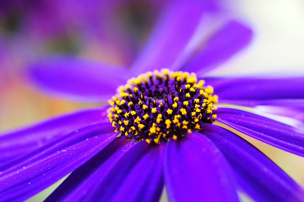 Purple flower background, macro shot. Free public domain CC0 photo.