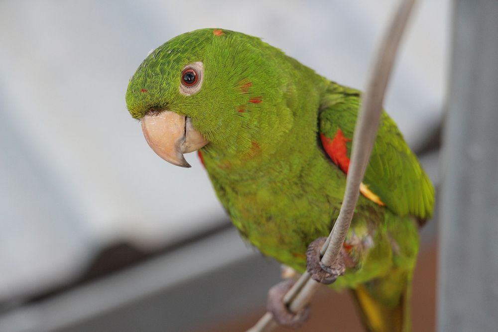 Cute green parrot photo. Free public domain CC0 image.