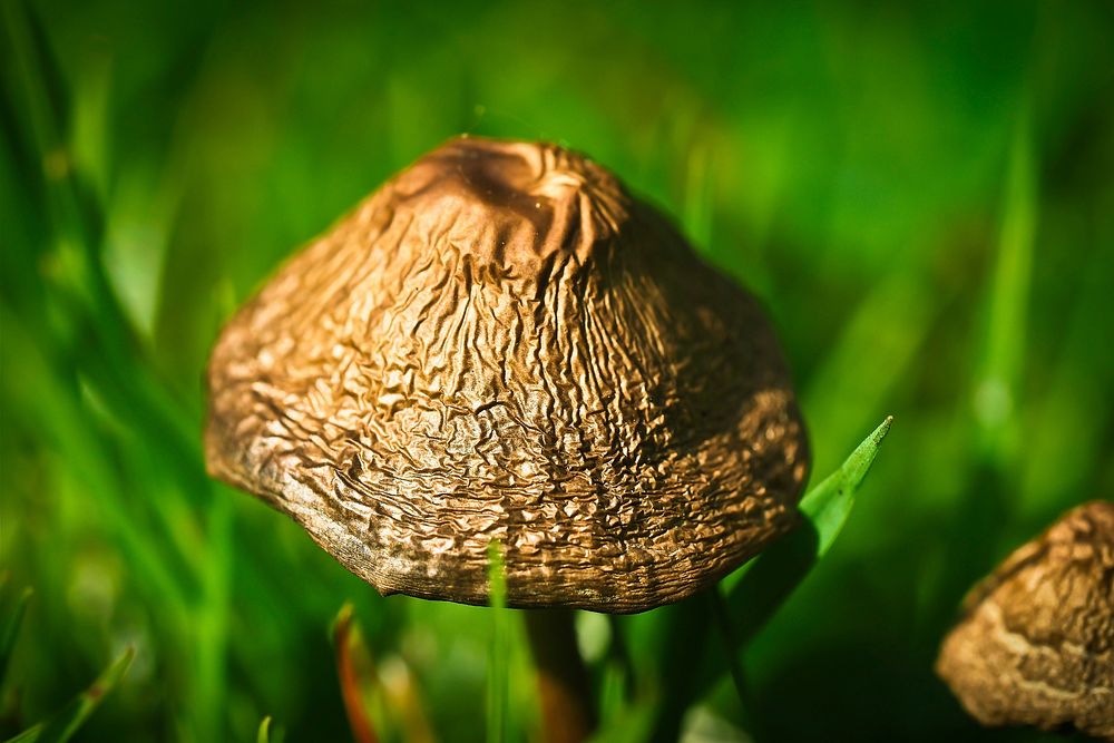 Poisonous mushroom with thin stem. Free public domain CC0 image.