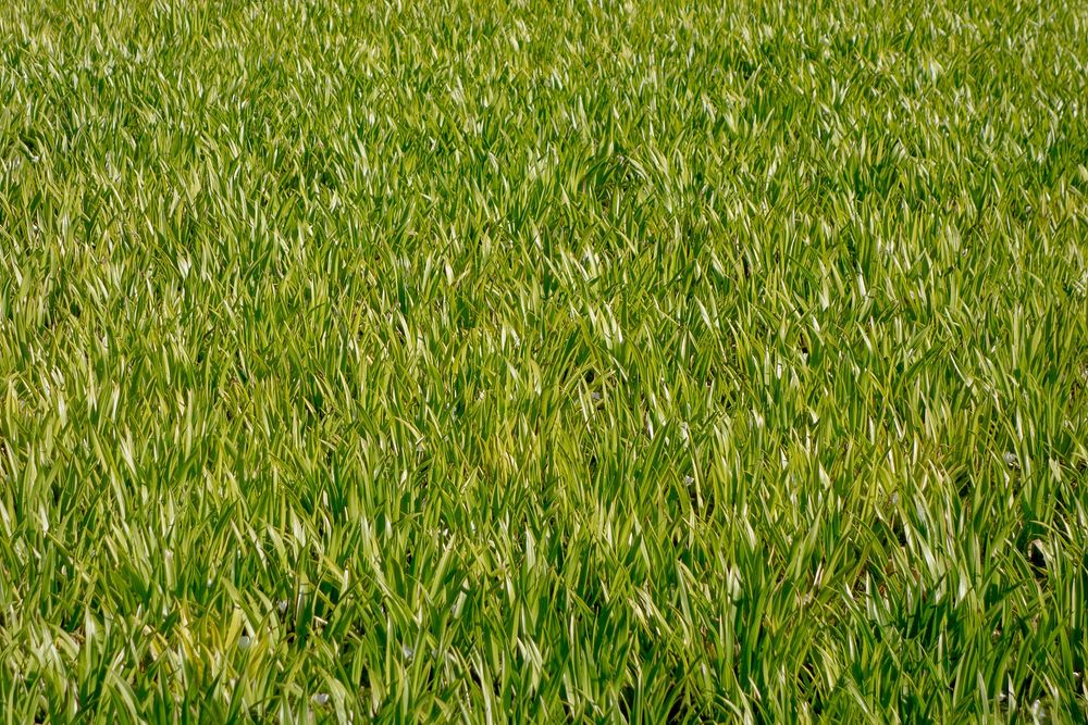 Green grass field. Free public domain CC0 photo.