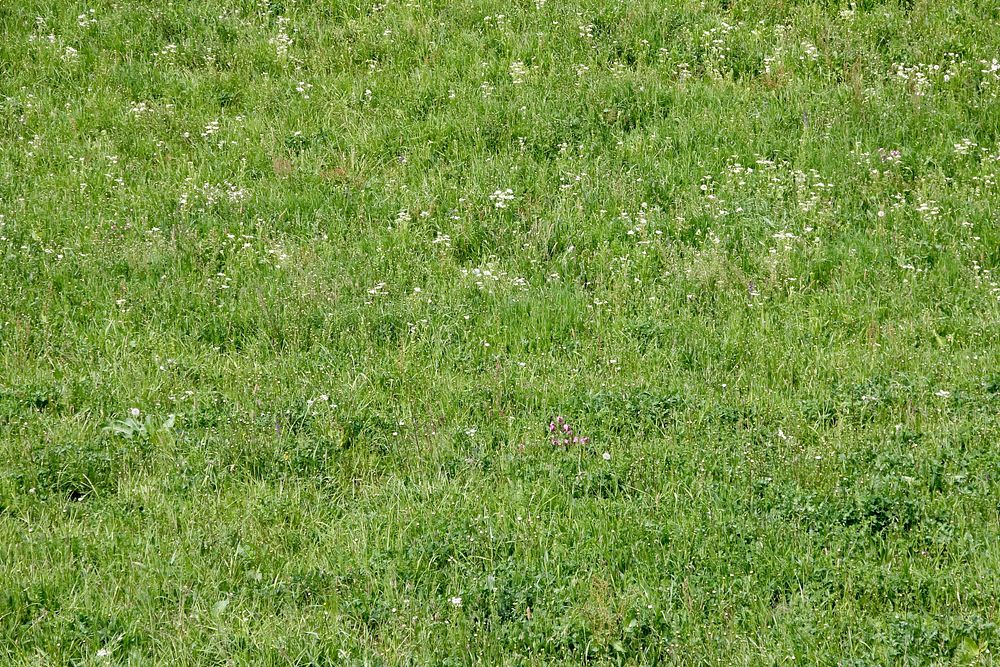 Green grass field. Free public domain CC0 photo.