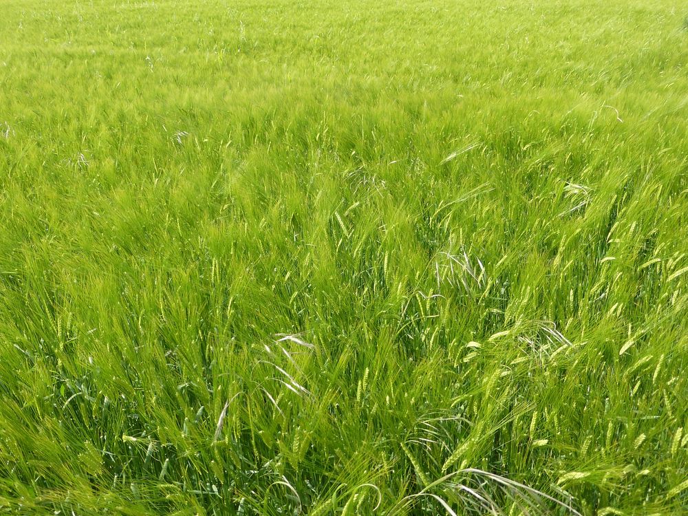 Barley field. Free public domain CC0 photo.
