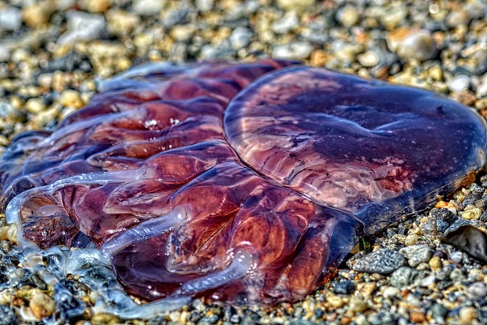 Jelly fish close up. Free public domain CC0 photo.