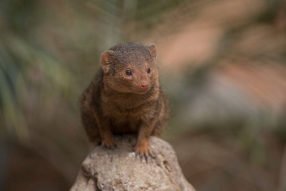 Dwarf mongoose, wildlife. Free public domain CC0 photo.