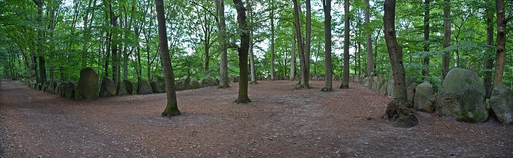 Aesthetic forest, nature background. Free public domain CC0 photo.