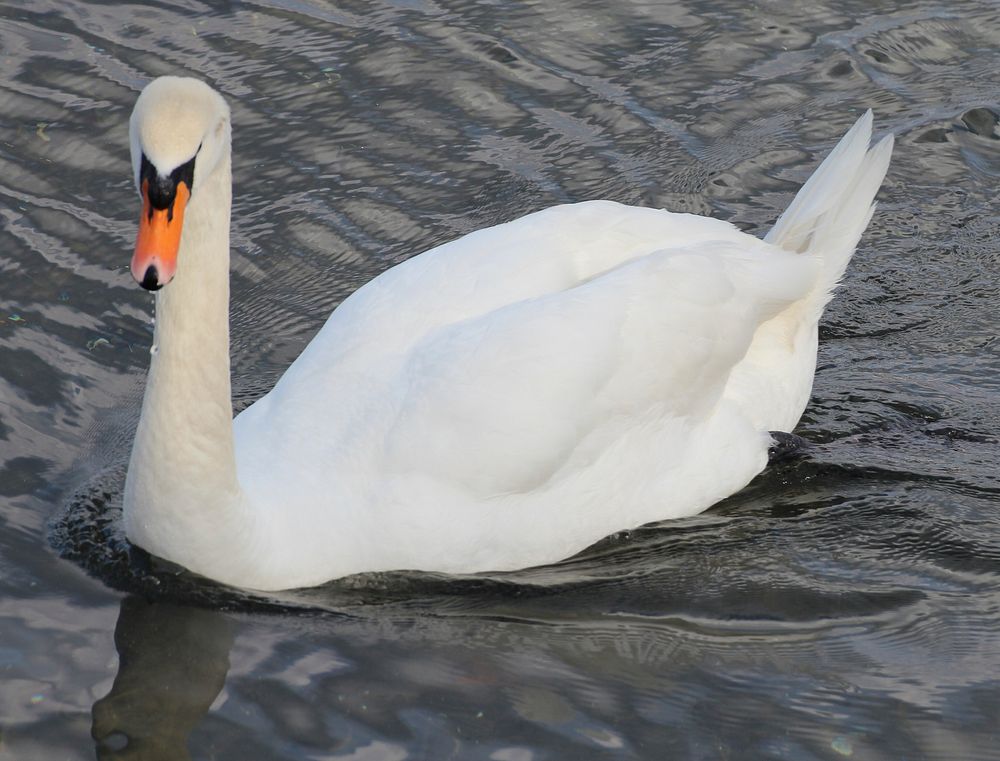 White swan swimming alone. Free public domain CC0 photo.