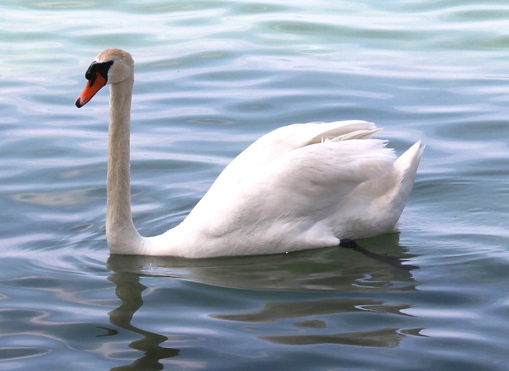 White swan swimming alone. Free public domain CC0 photo.