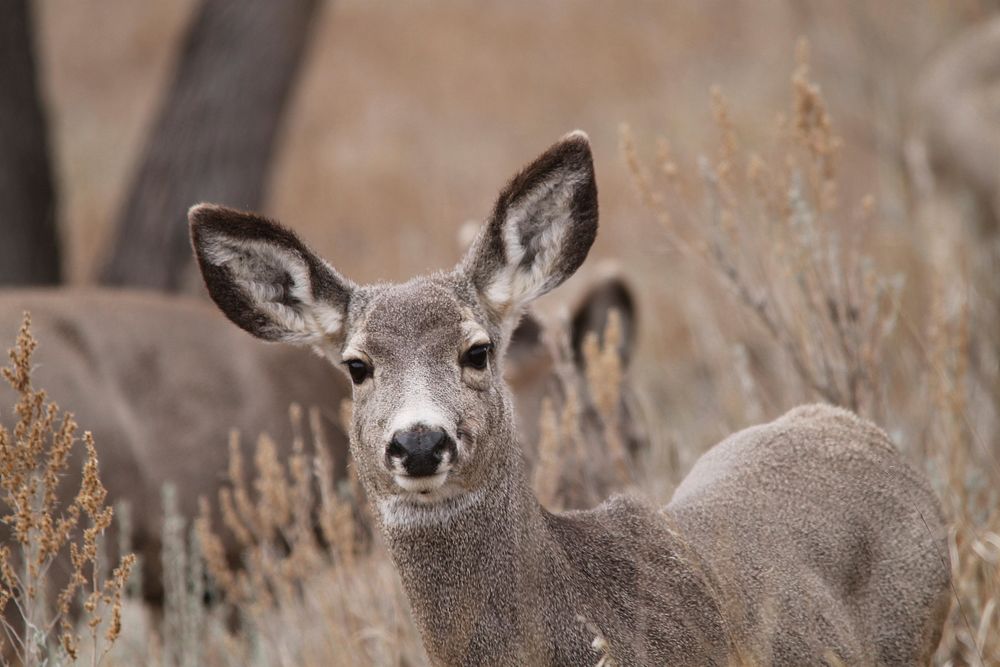 California mule deer. Free public domain CC0 photo