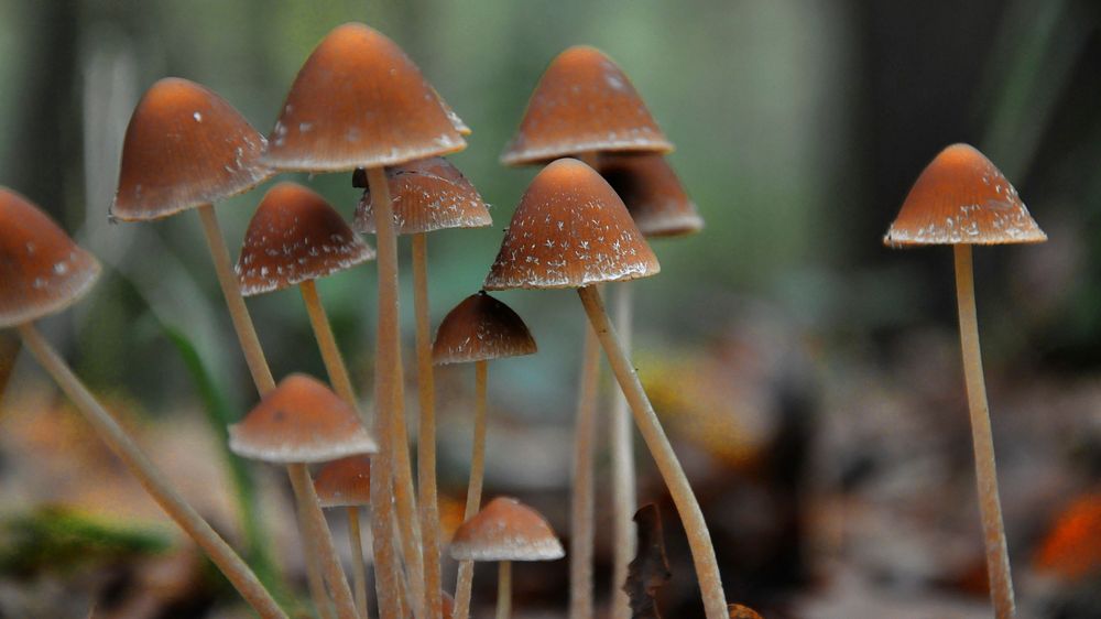 Wild mushrooms in a forest. Free public domain CC0 photo.