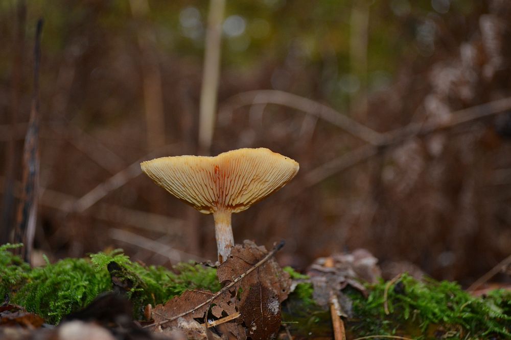 Poisonous mushroom with thin stem. Free public domain CC0 image.