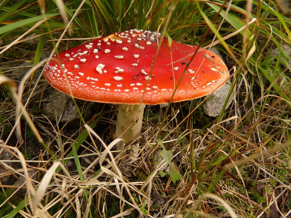 Poisonous mushroom with a red hat in the grass. Free public domain CC0 photo.