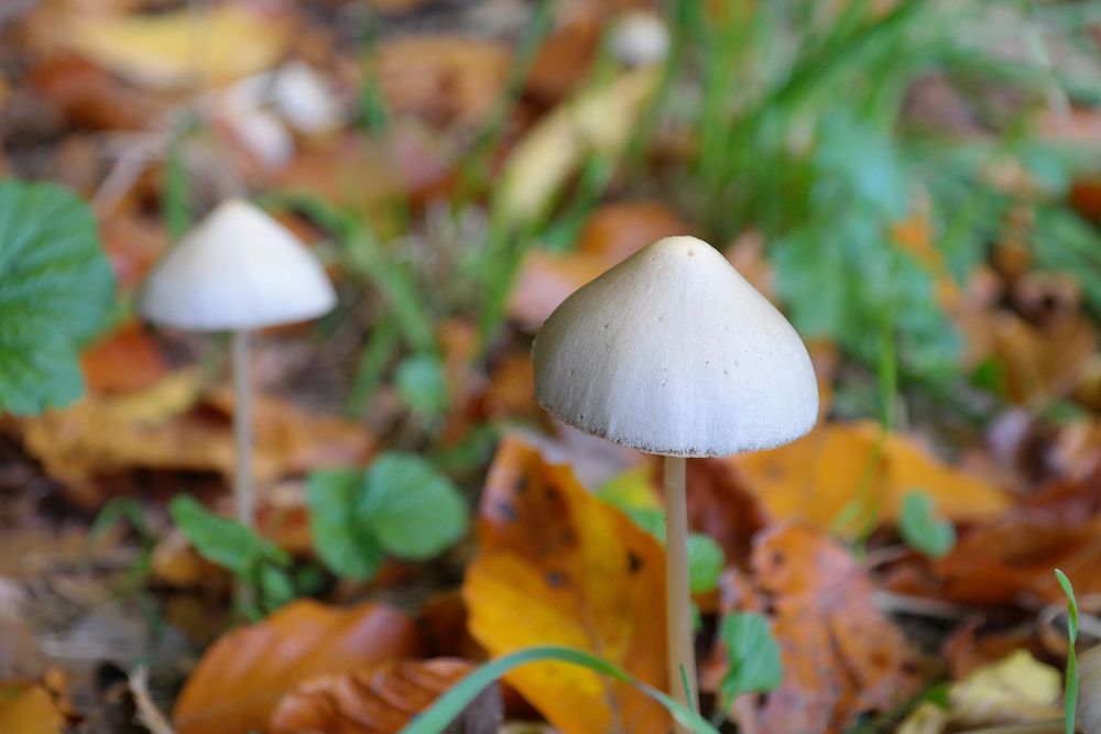 Wild mushroom on the forest floor. Free public domain CC0 photo.