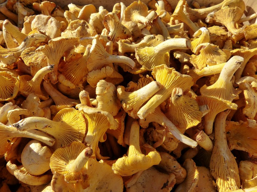 Group of edible mushrooms. Free public domain CC0 photo.