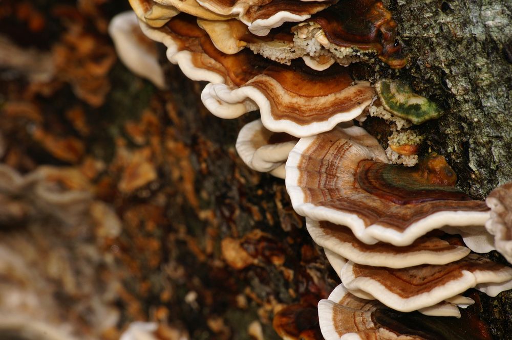 Turkey tail mushroom in the forest. Free public domain CC0 image