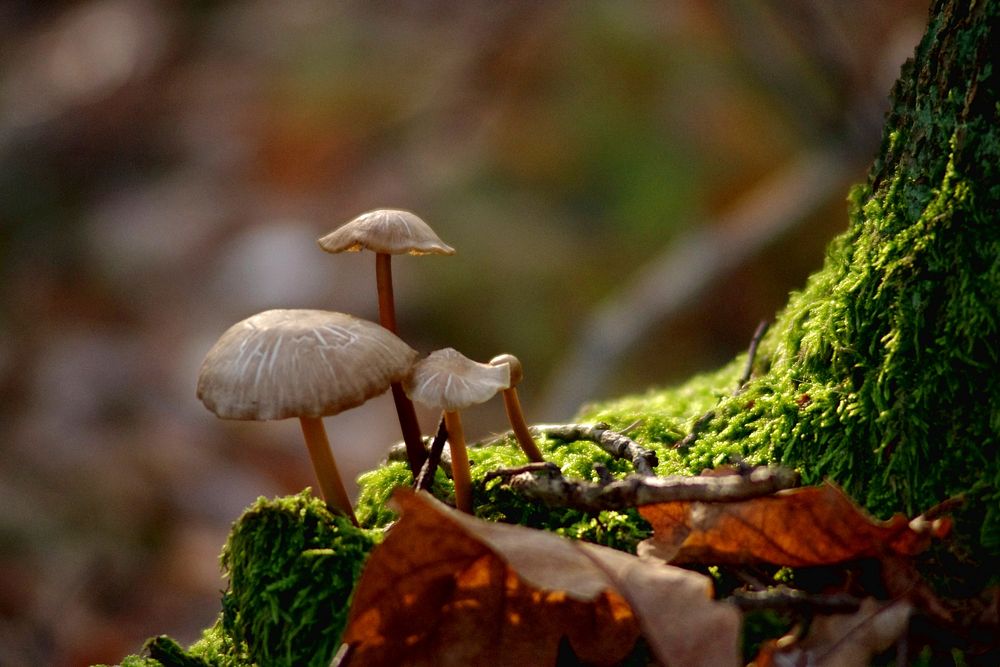 Wild mushroom on the forest floor. Free public domain CC0 photo.