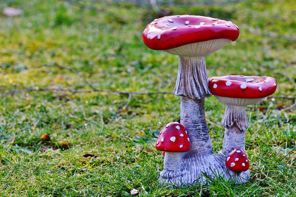 Poisonous red hat mushroom in the grass. Free public domain CC0 photo.