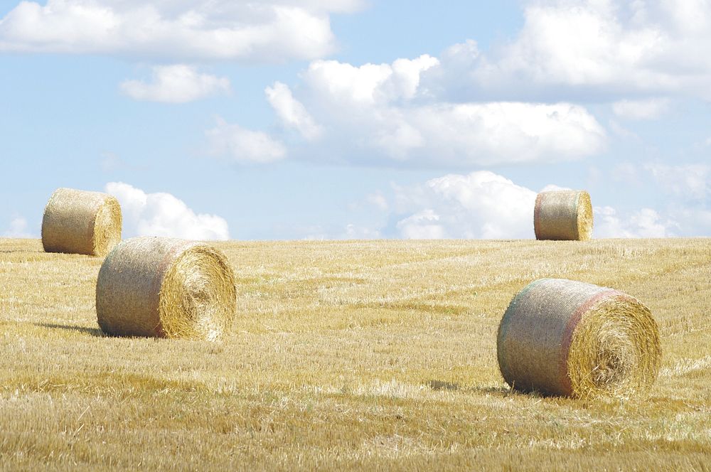 Hay rolls. Free public domain CC0 image.