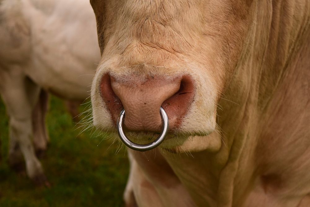 Bull, farm animal photography. Free public domain CC0 image.