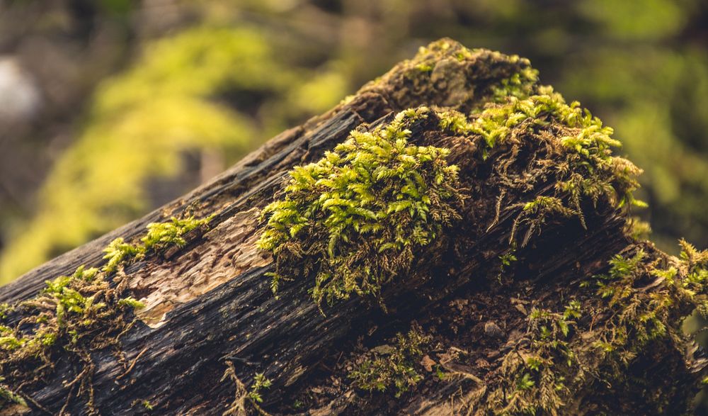 Nature in the forest, green woods. Free public domain CC0 photo