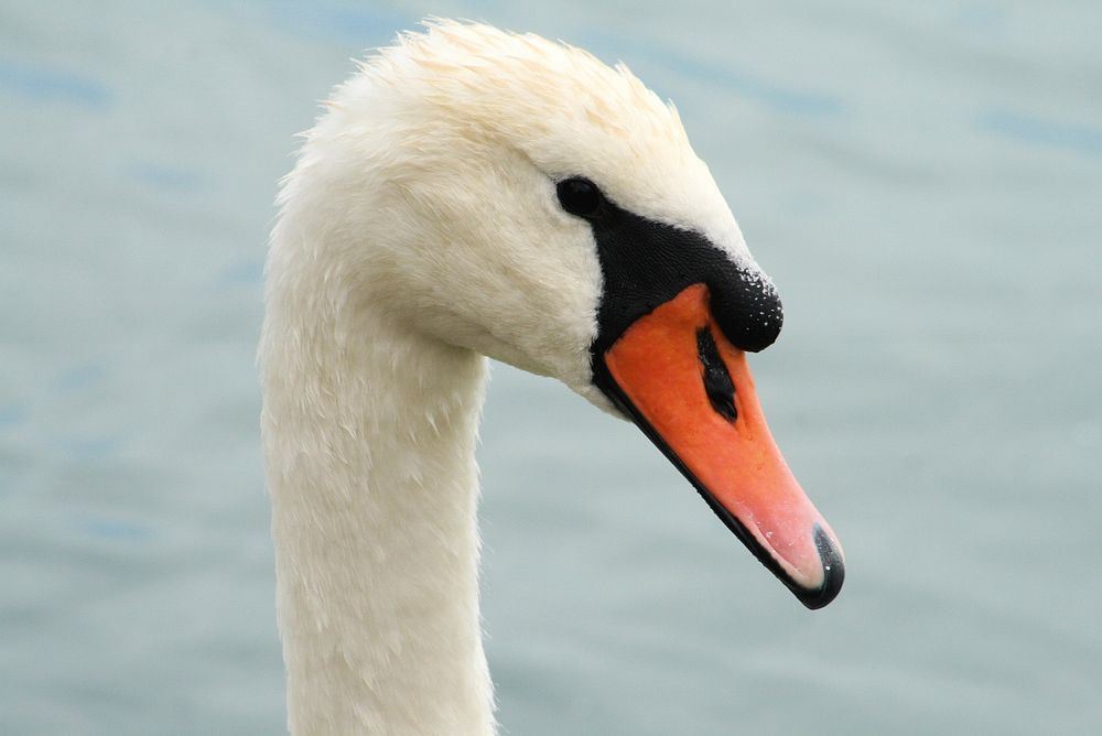 White swan head close up. Free public domain CC0 photo.