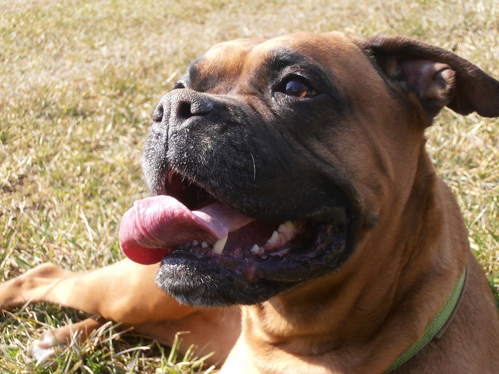 Close up bulldog face. Free public domain CC0 photo.