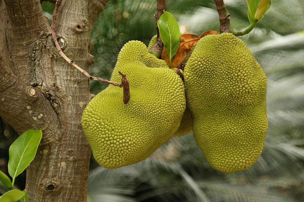Closeup on jackfruit plant. Free public domain CC0 image.